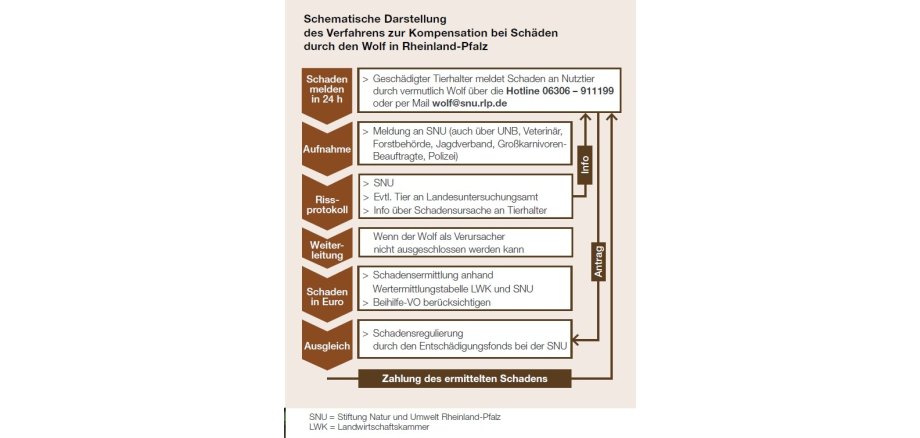 Schematische Darstellung des Verfahrens zur Kompensation bei Schäden durch den Wolf in Rheinland-Pfalz